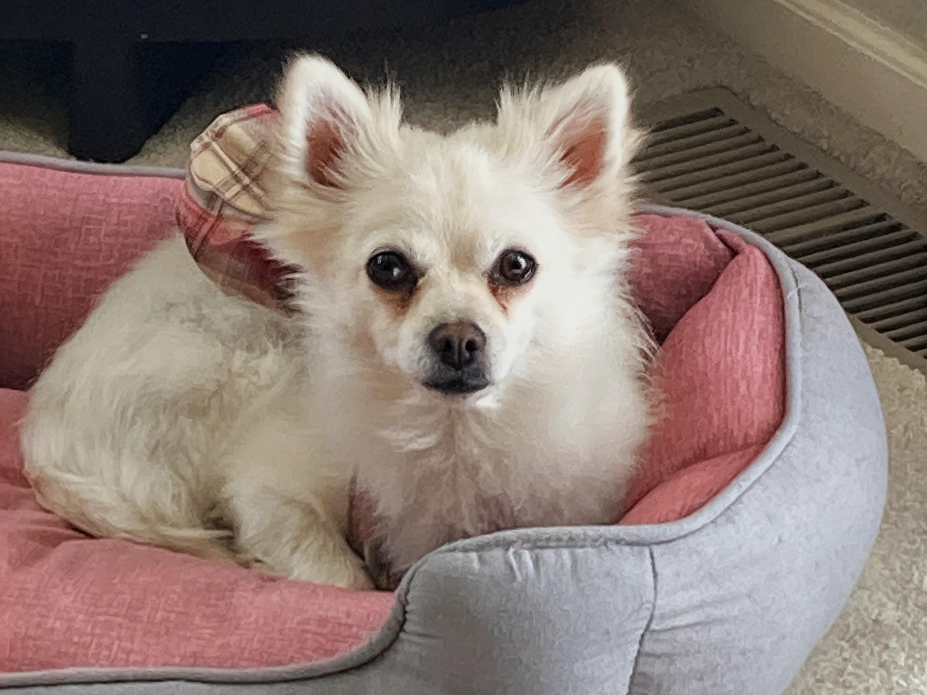 Yuki, a Adoptable mixed breed in Farmington, MN image 3/6