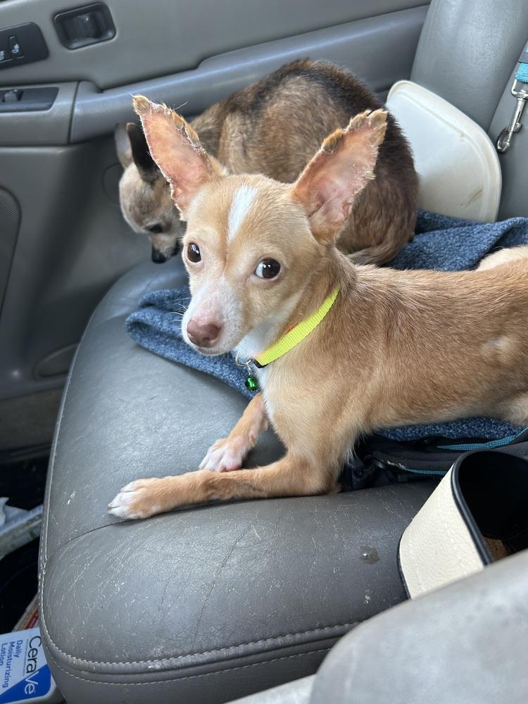 Ryan, Adoptable, Young Male Chihuahua.