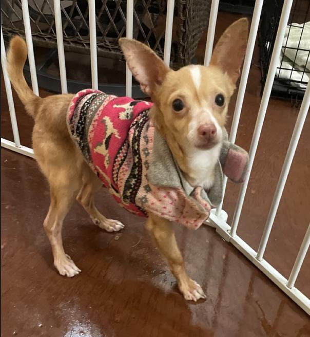 Enlarge Ryan, a Adoptable mixed breed in San Diego, CA image 2/2