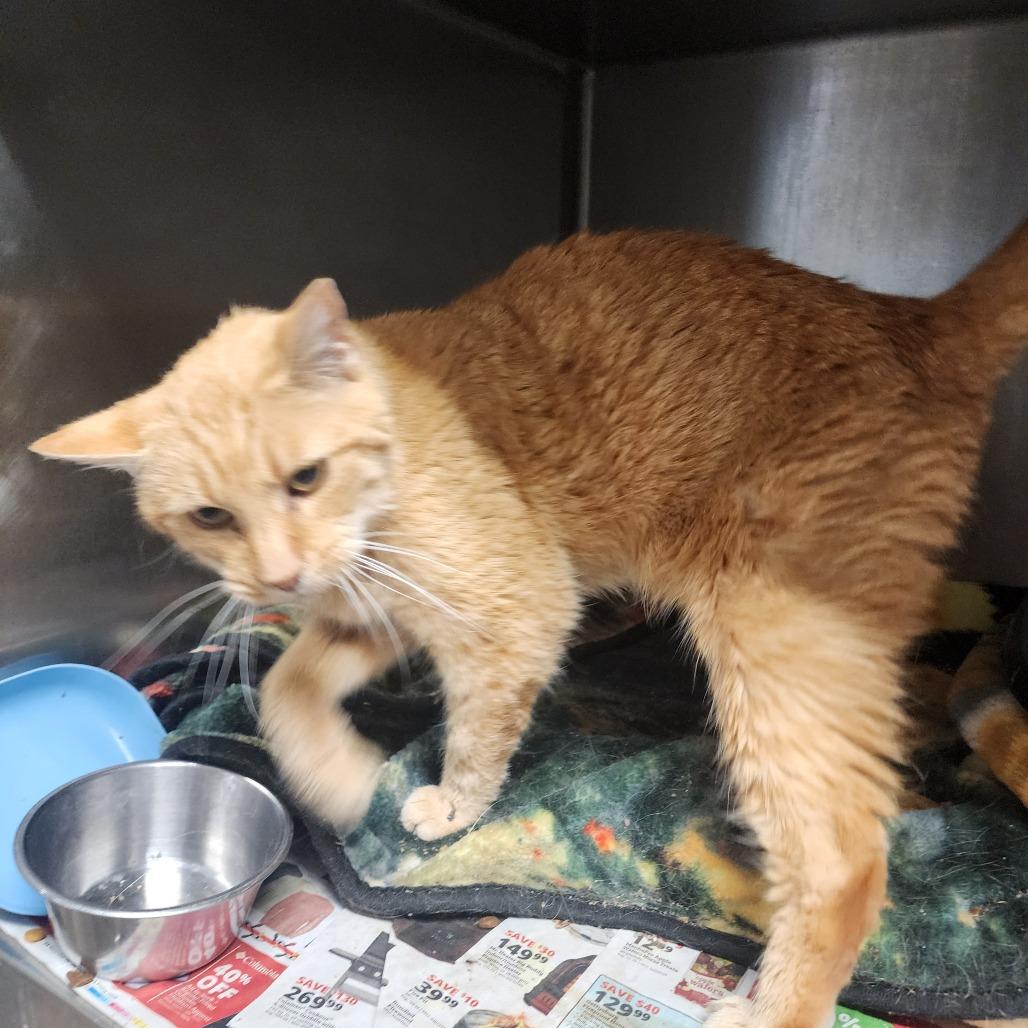 Rusty — thumbnail 2