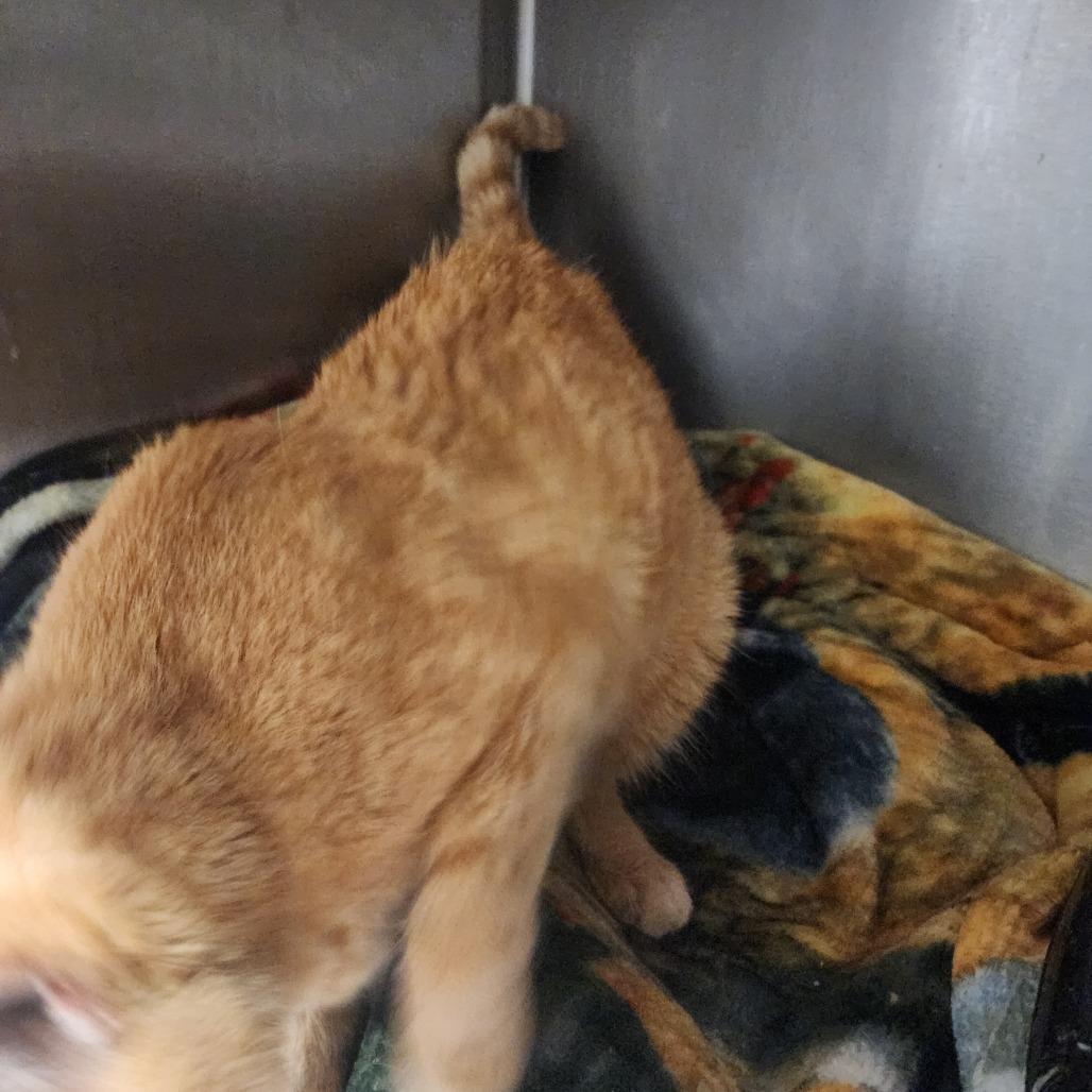 Rusty — thumbnail 3