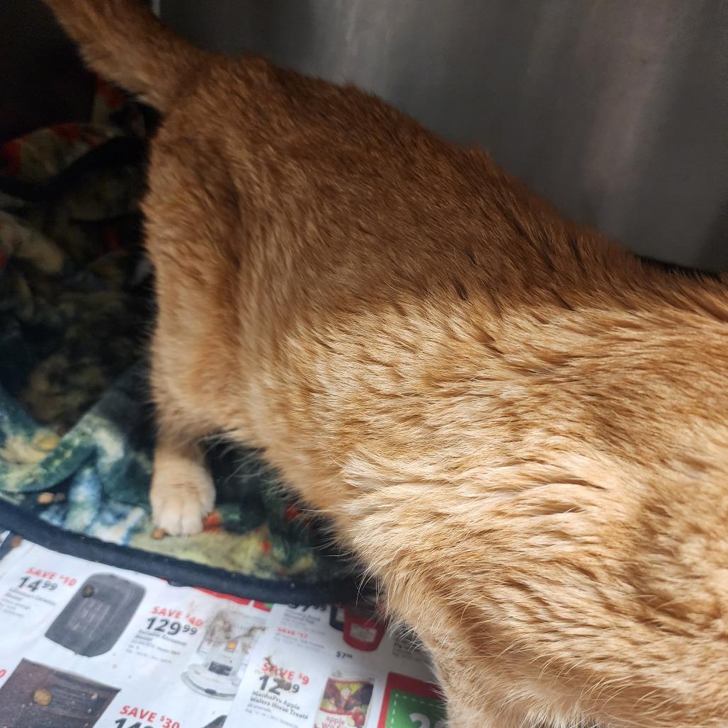 Rusty — thumbnail 4