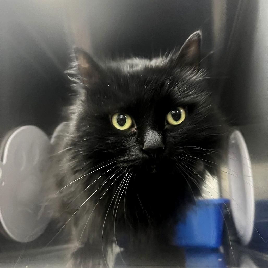 Lucy, Adoptable, Adult Female Domestic Long Hair.