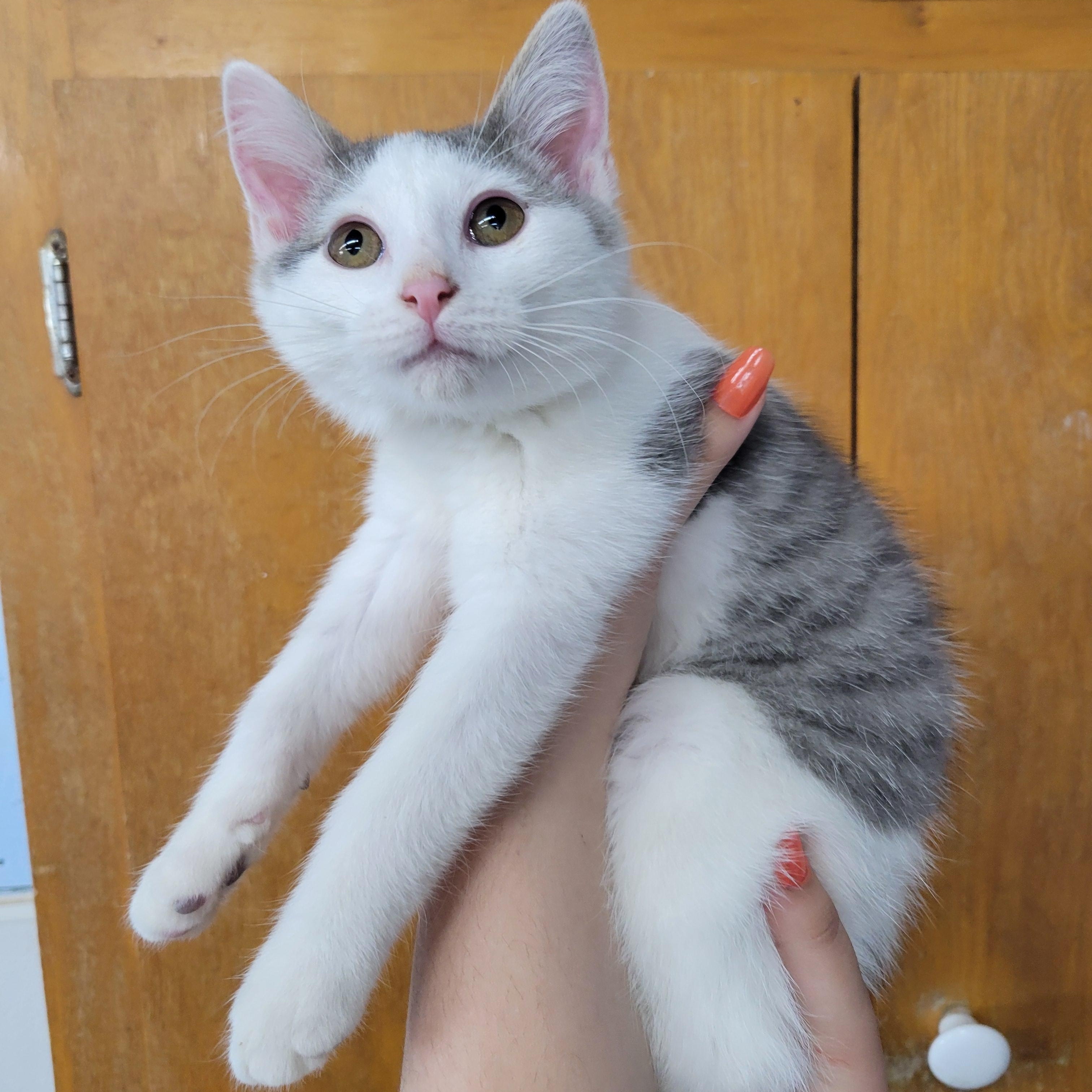 Casper, a Adoptable Domestic Short Hair in Clarinda, IA image 1/3