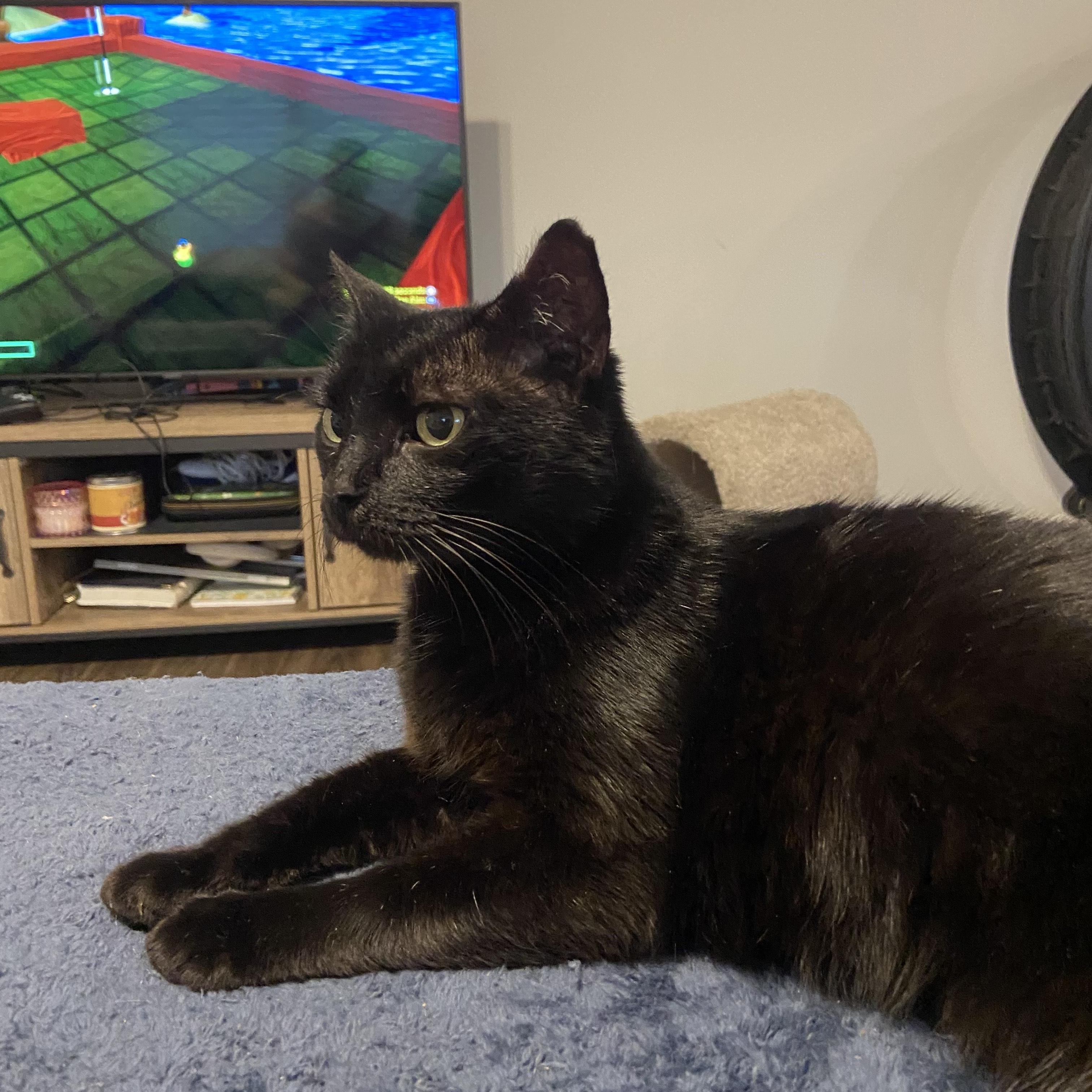 Enlarge Emma, an adoptable Domestic Short Hair in Beaufort, SC image 4/5