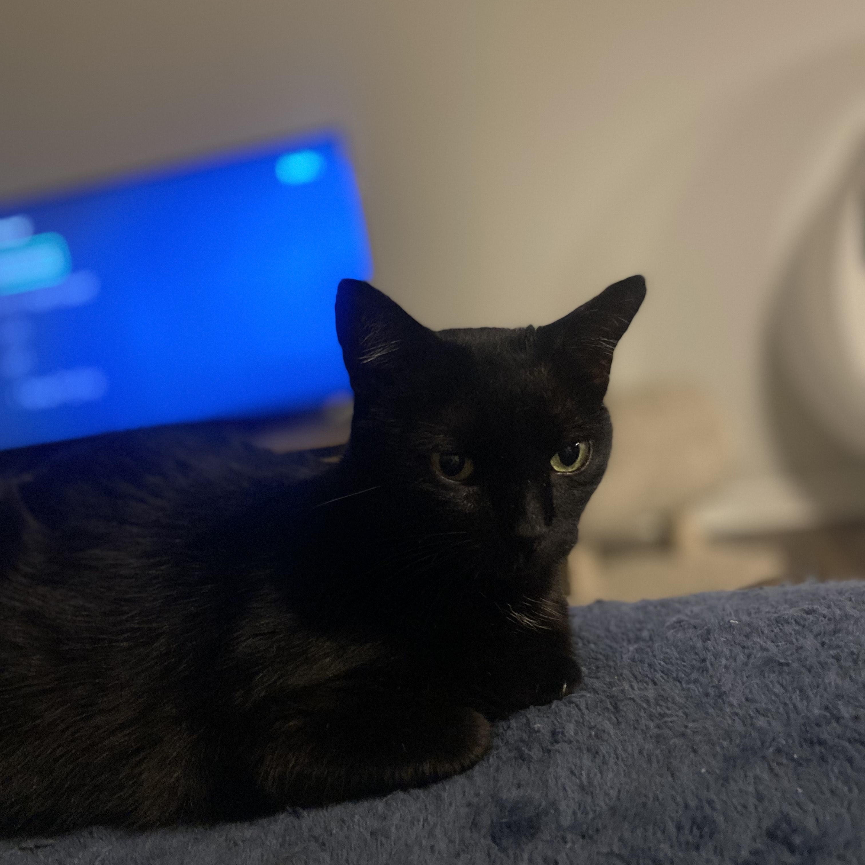 Enlarge Emma, an adoptable Domestic Short Hair in Beaufort, SC image 5/5