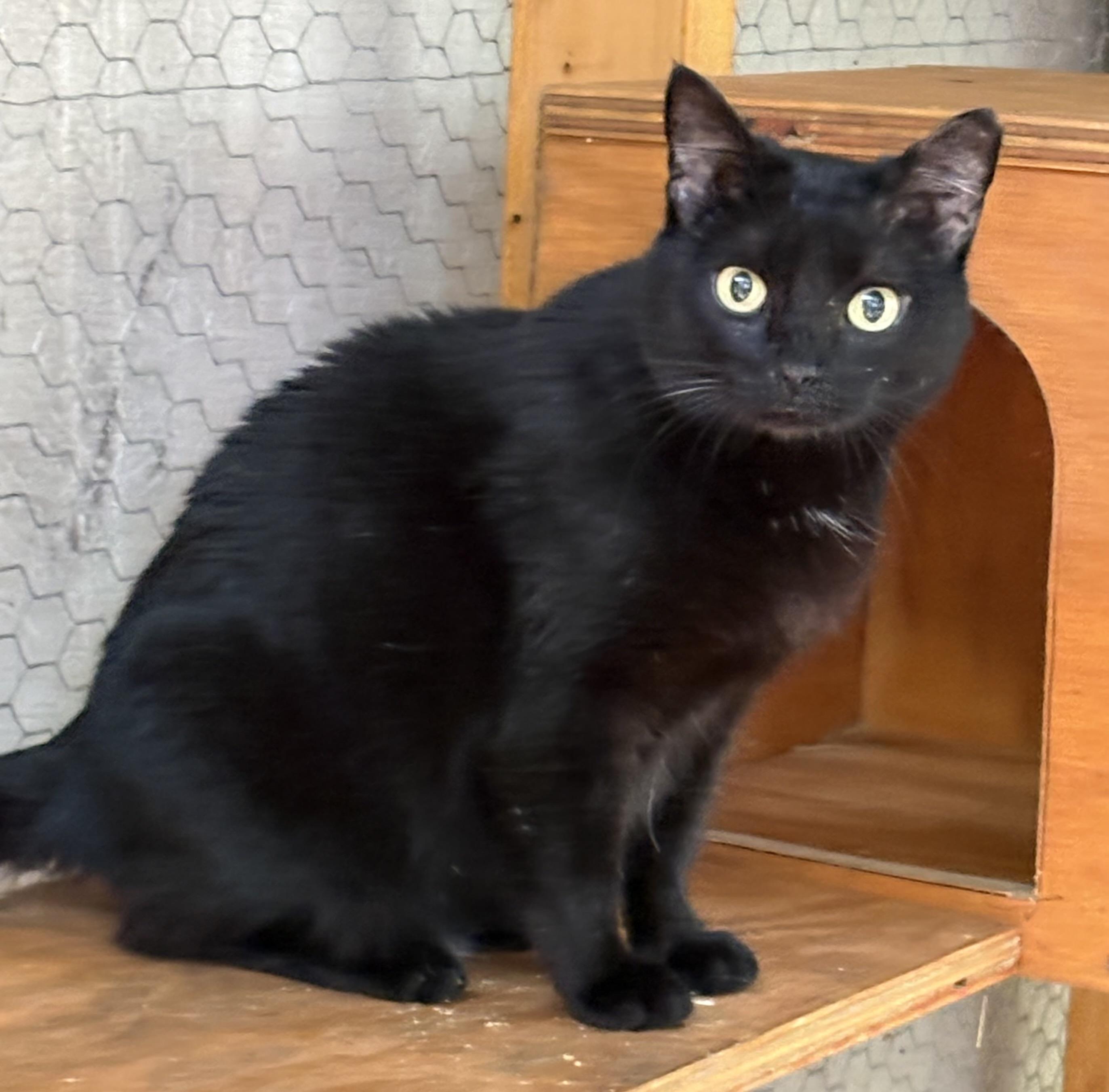 Enlarge Emma, an adoptable Domestic Short Hair in Beaufort, SC image 1/5