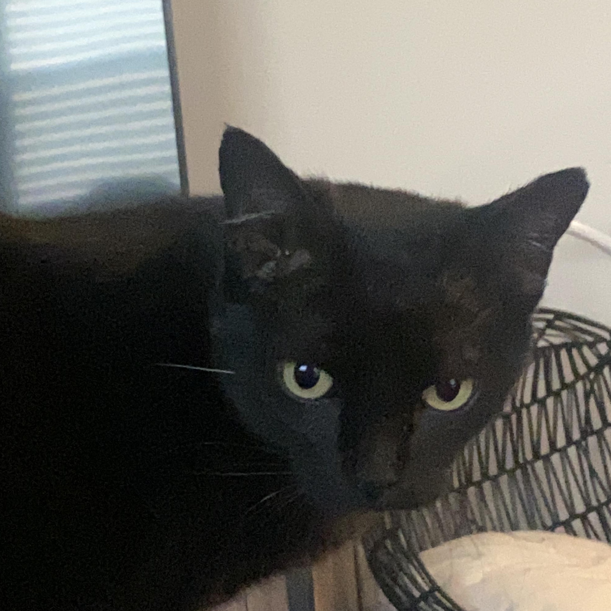Enlarge Emma, an adoptable Domestic Short Hair in Beaufort, SC image 3/5