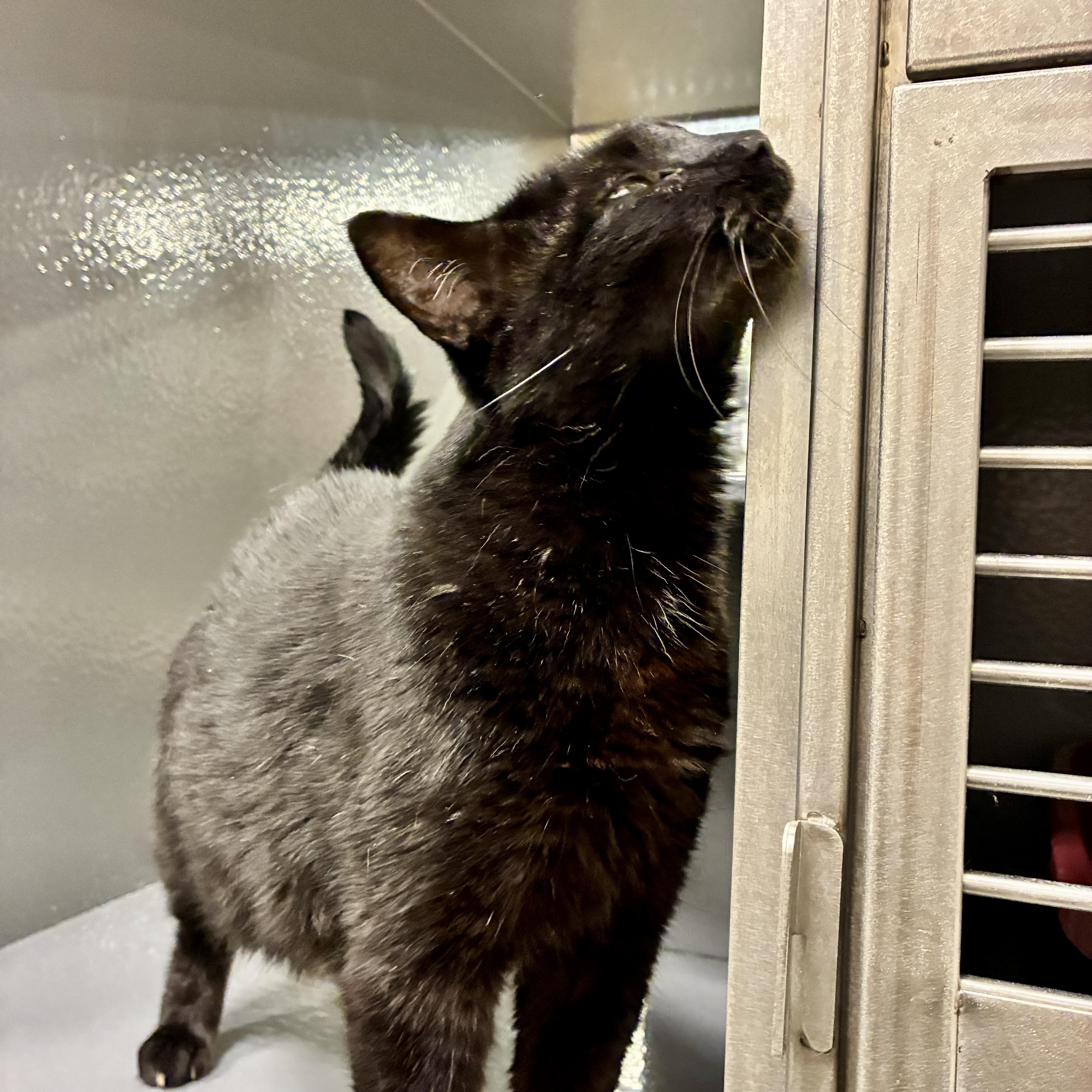 Emma, an adoptable Domestic Short Hair in Beaufort, SC image 4/5