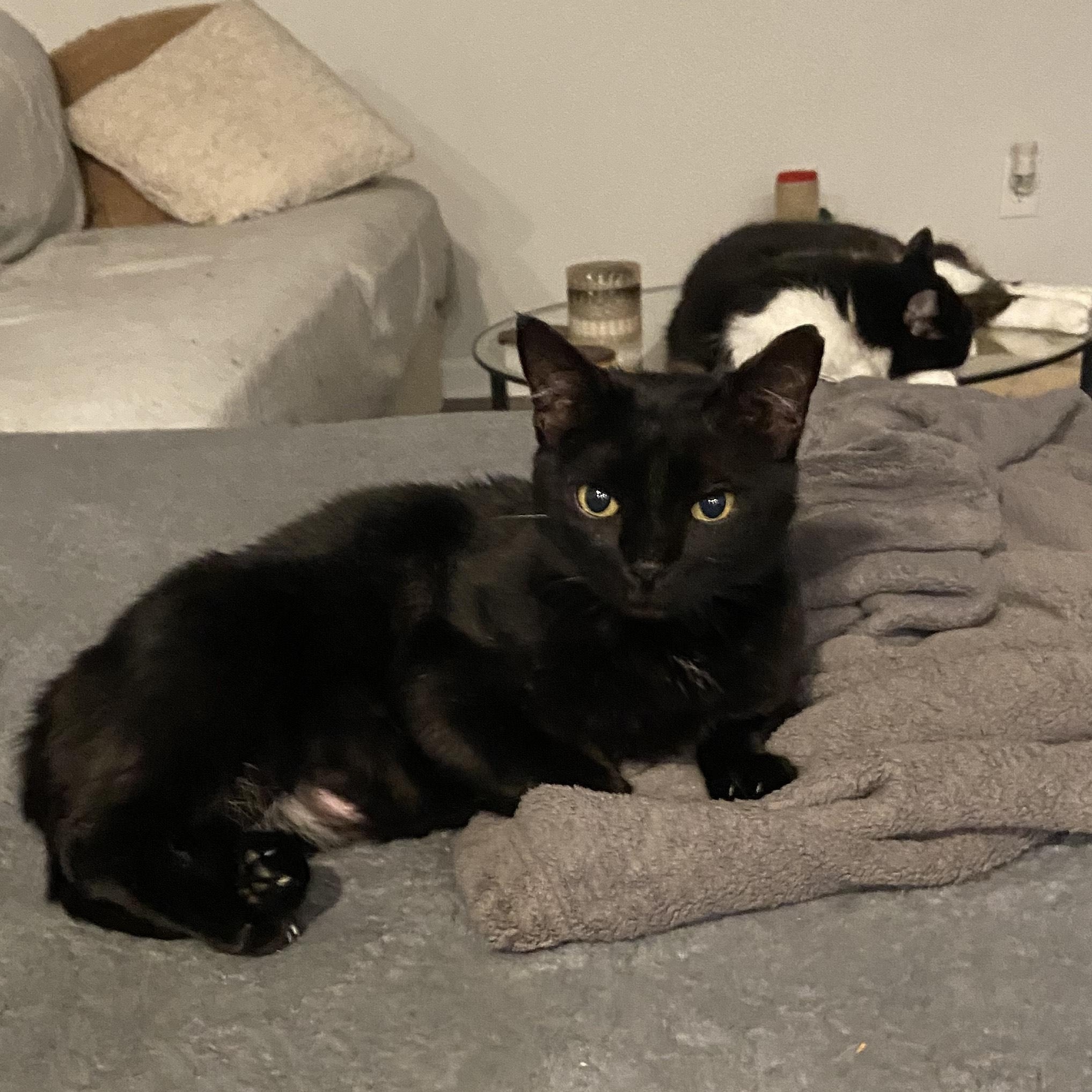 Enlarge Emma, an adoptable Domestic Short Hair in Beaufort, SC image 2/5