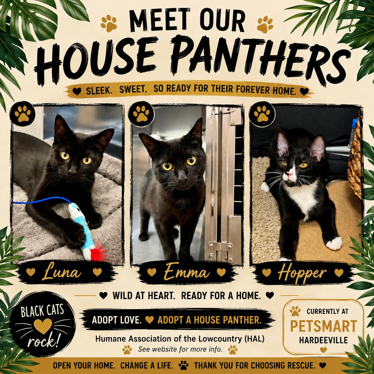 Emma, an adoptable Domestic Short Hair in Beaufort, SC image 2/5