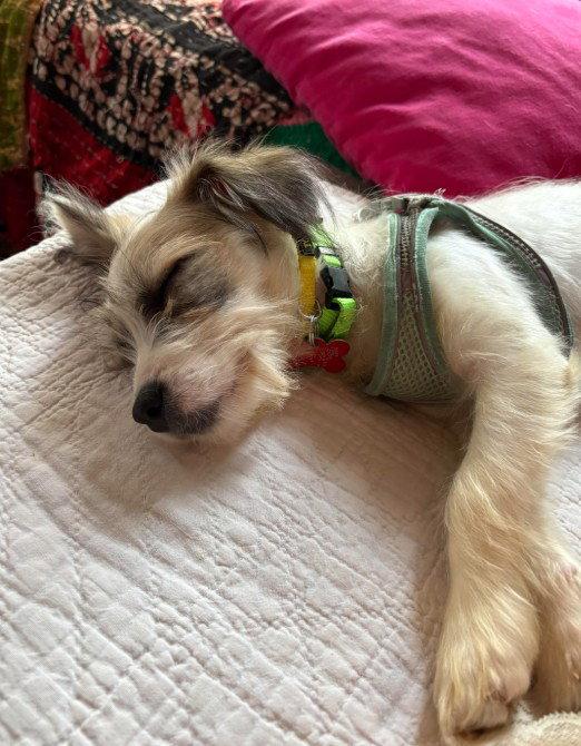 Angelito, a Adoptable Wire Fox Terrier in San Diego, CA image 2/3
