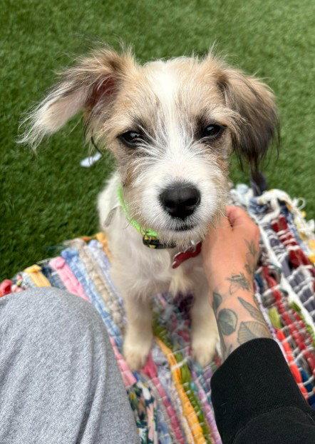 Angelito, a Adoptable Wire Fox Terrier in San Diego, CA image 3/3