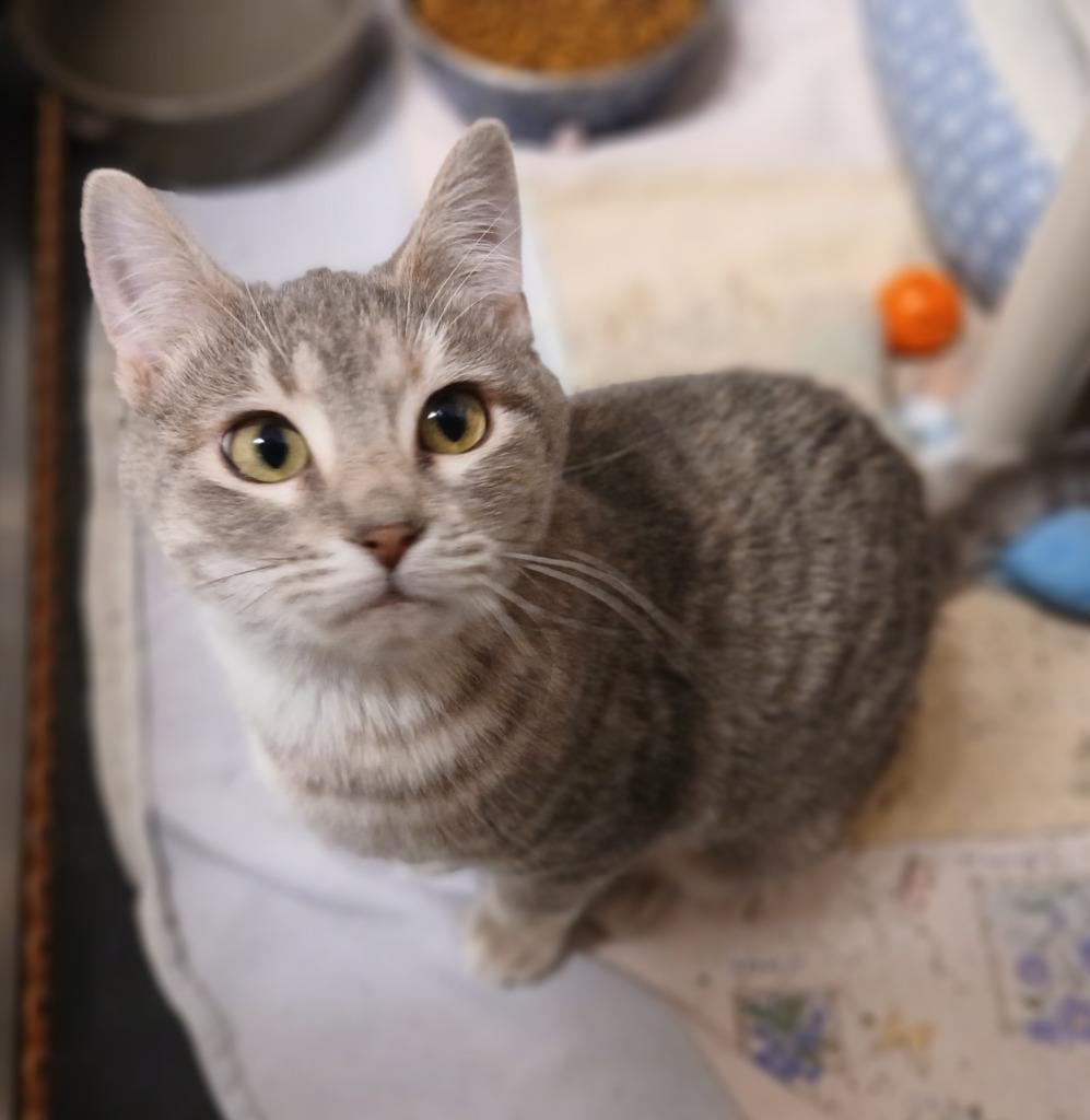 Darla, Adoptable, Young Female Domestic Short Hair.