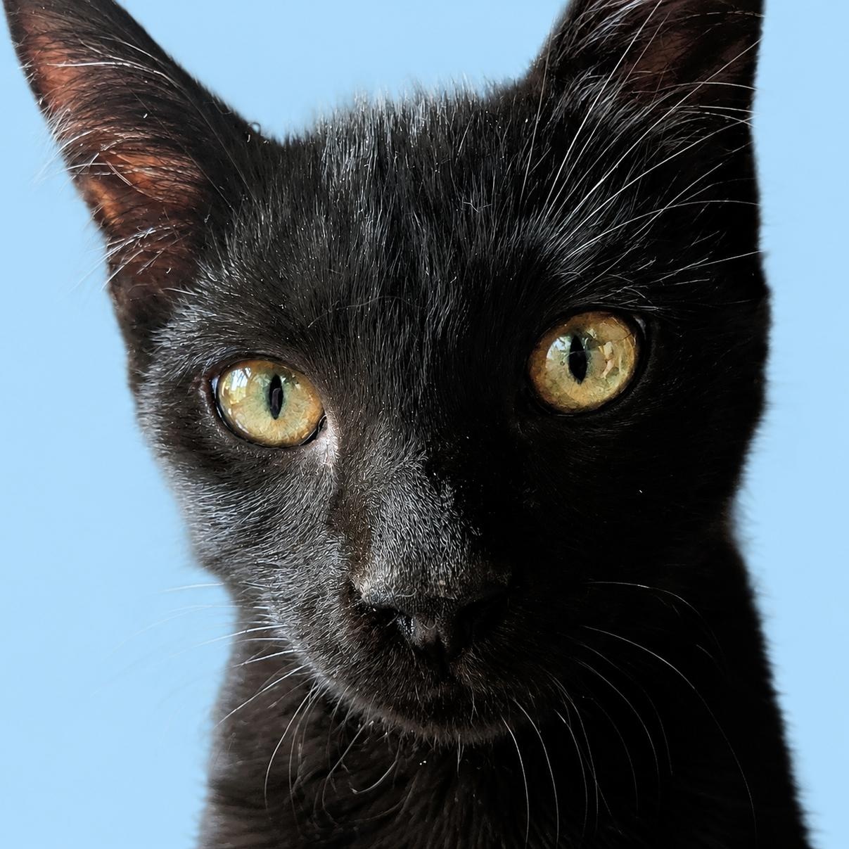 Colin - Bonded with Penelope, an adopted Domestic Short Hair in Charlotte, NC image 5/5
