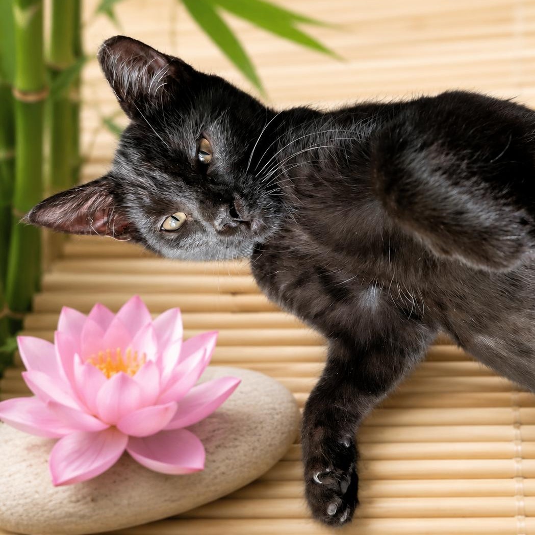 Colin - Bonded with Penelope, an adopted Domestic Short Hair in Charlotte, NC image 3/5