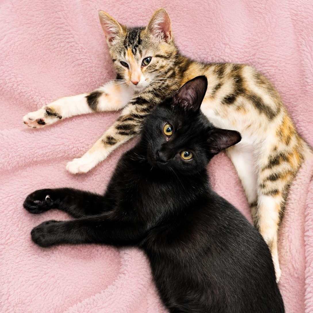Colin - Bonded with Penelope, adopted, Kitten Male Domestic Short Hair.