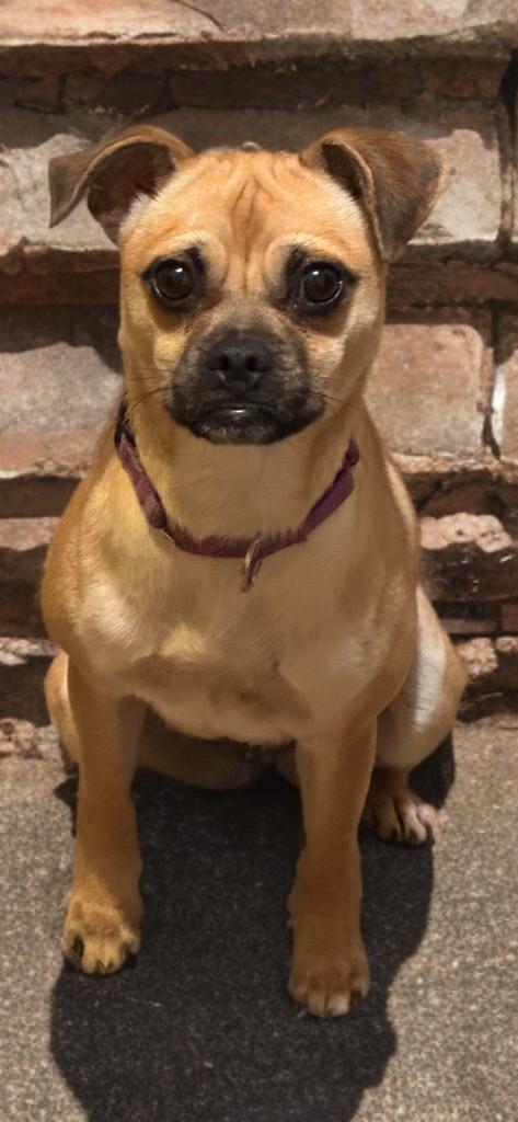 Enlarge Penelope, a Adoptable Chug in San Antonio, TX image 1/5