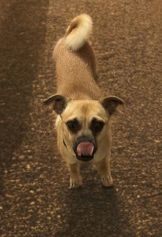 Penelope — thumbnail 2