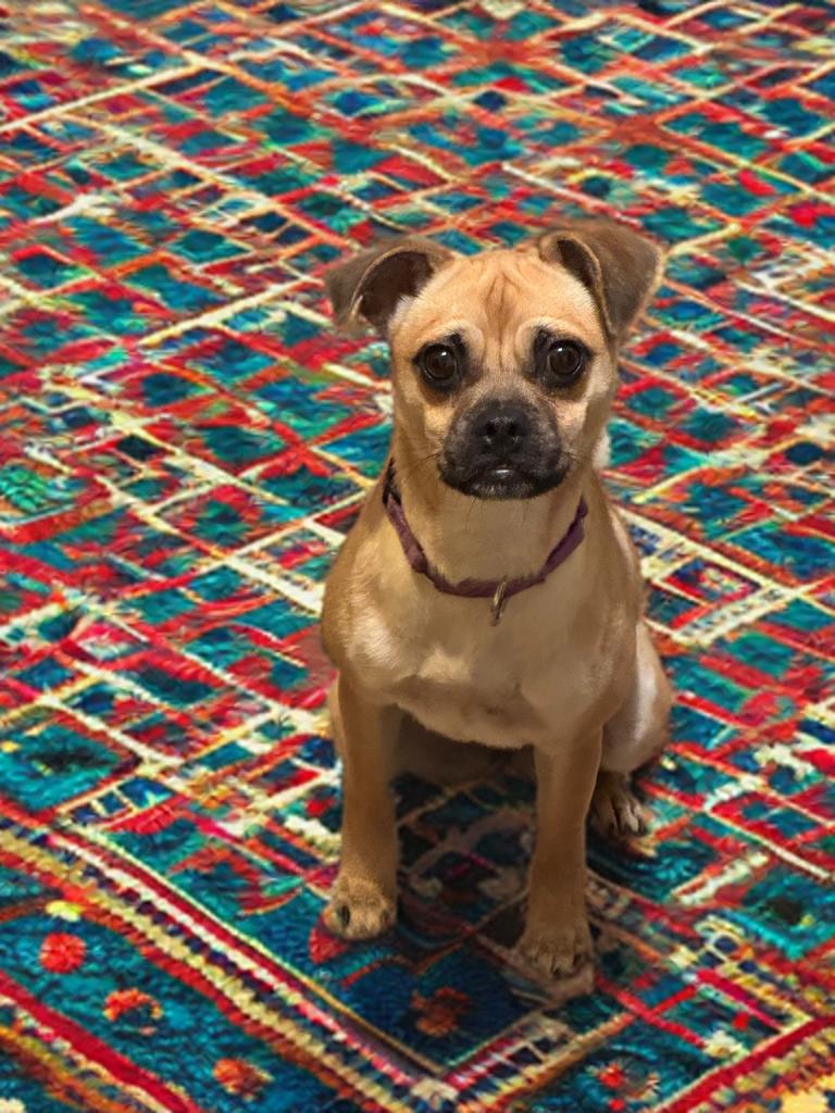 Enlarge Penelope, a Adoptable Chug in San Antonio, TX image 2/5