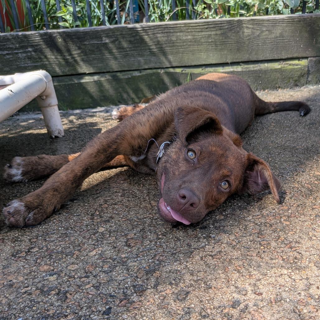 Cannellini, Adoptable, Puppy Female Labrador Retriever & Mixed Breed.