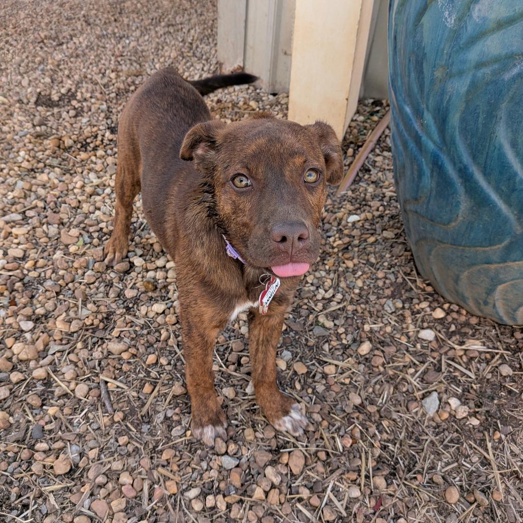 Enlarge Cannellini, a Adoptable mixed breed in Wake Forest, NC image 2/6