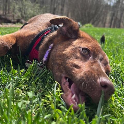 Enlarge Cannellini, a Adoptable mixed breed in Wake Forest, NC image 3/6