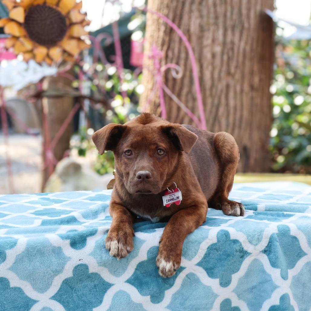 Enlarge Cannellini, a Adoptable mixed breed in Wake Forest, NC image 4/6