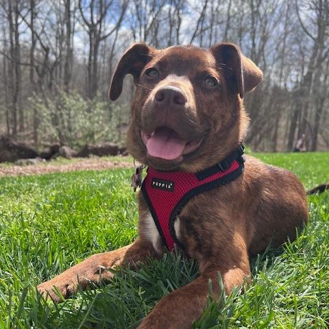 Enlarge Cannellini, a Adoptable mixed breed in Wake Forest, NC image 5/6