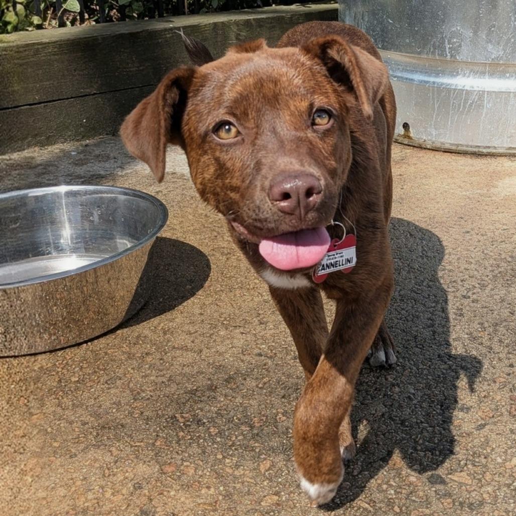 Enlarge Cannellini, a Adoptable mixed breed in Wake Forest, NC image 6/6