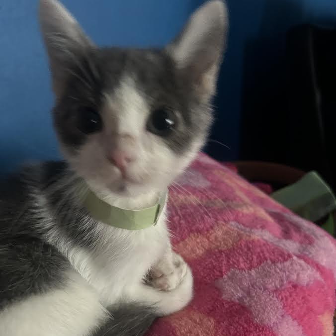 Pringle, Adoptable, Kitten Male Domestic Short Hair.