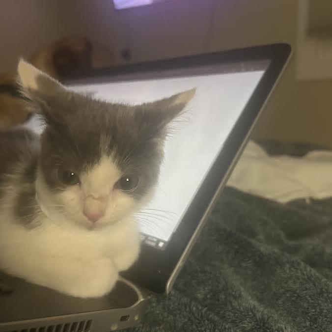 Pringle, a Adoptable Domestic Short Hair in Madison, WI image 4/5