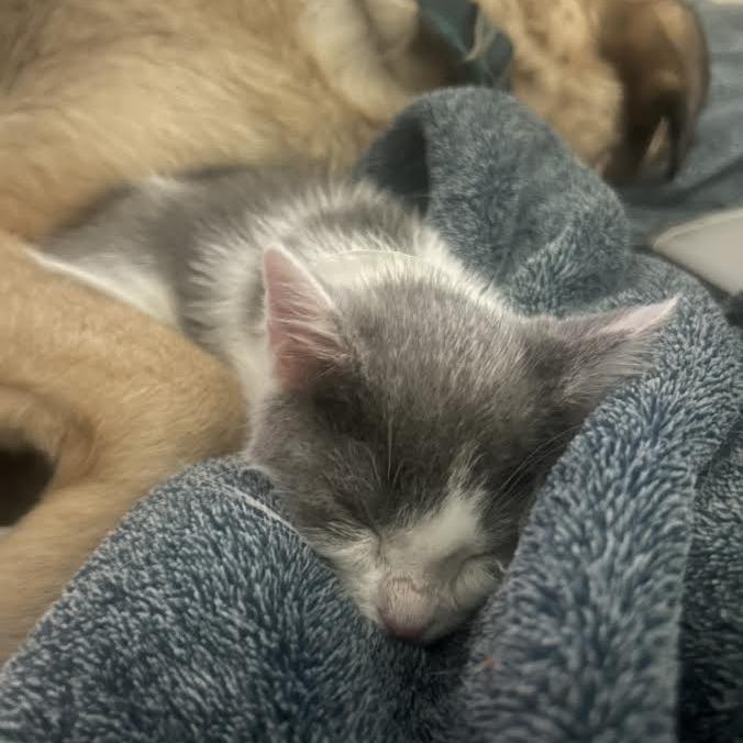 Enlarge Pringle, a Adoptable Domestic Short Hair in Madison, WI image 4/5