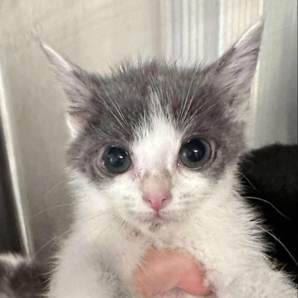 Pringle, a Adoptable Domestic Short Hair in Madison, WI image 5/5