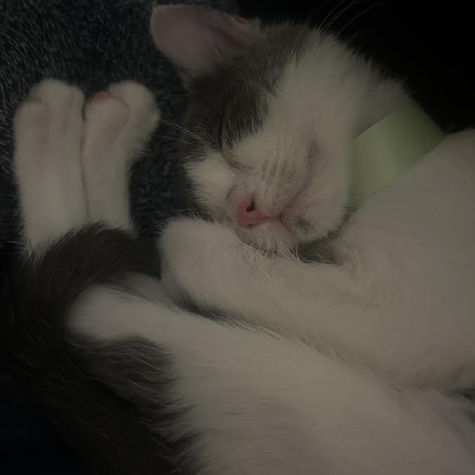 Enlarge Pringle, a Adoptable Domestic Short Hair in Madison, WI image 5/5