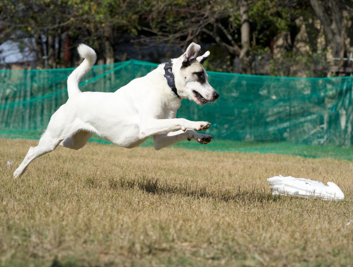 Enlarge Pascal, a Adoptable mixed breed in Benbrook, TX image 5/6