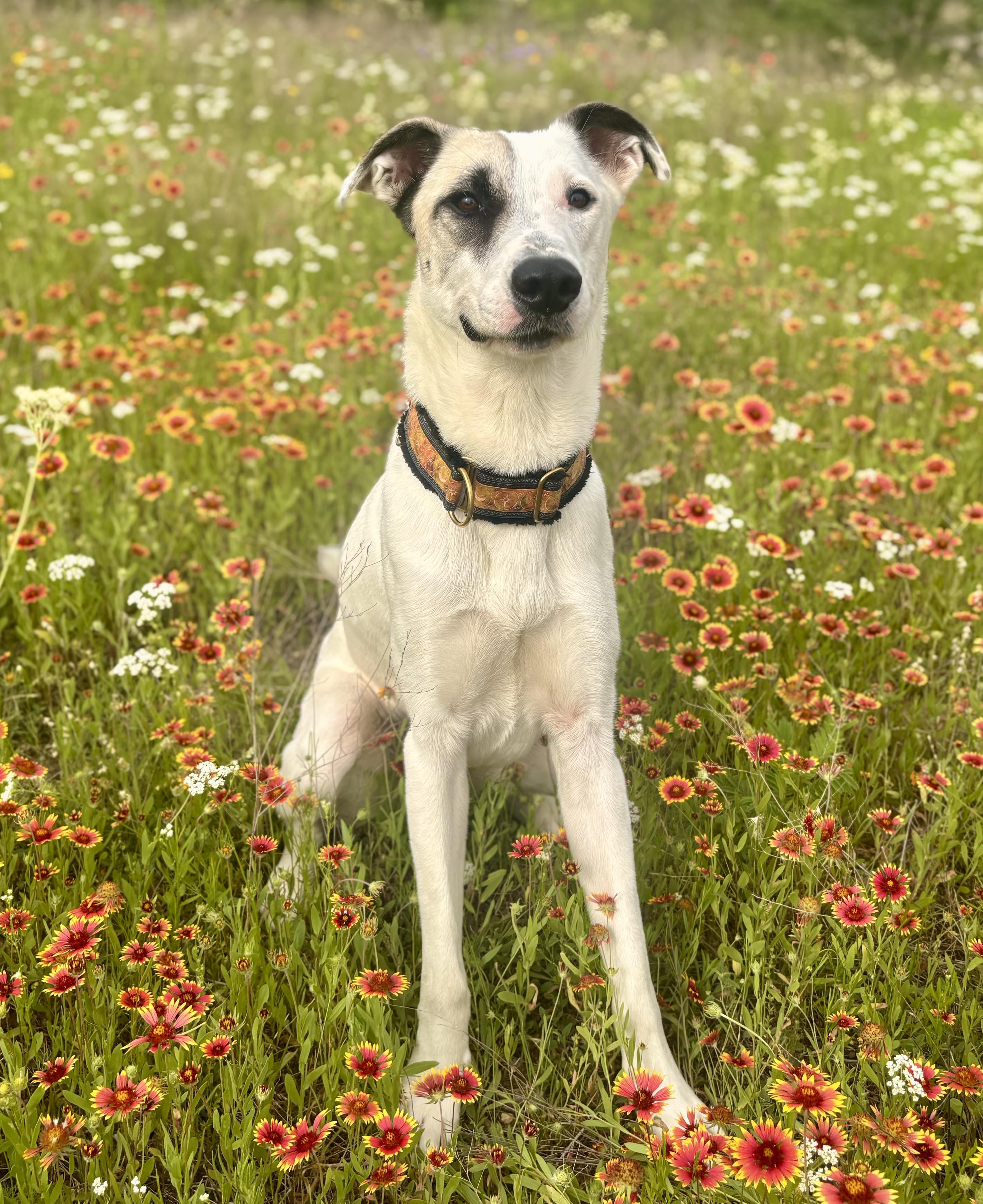 Pascal, Adult Male Shepherd
