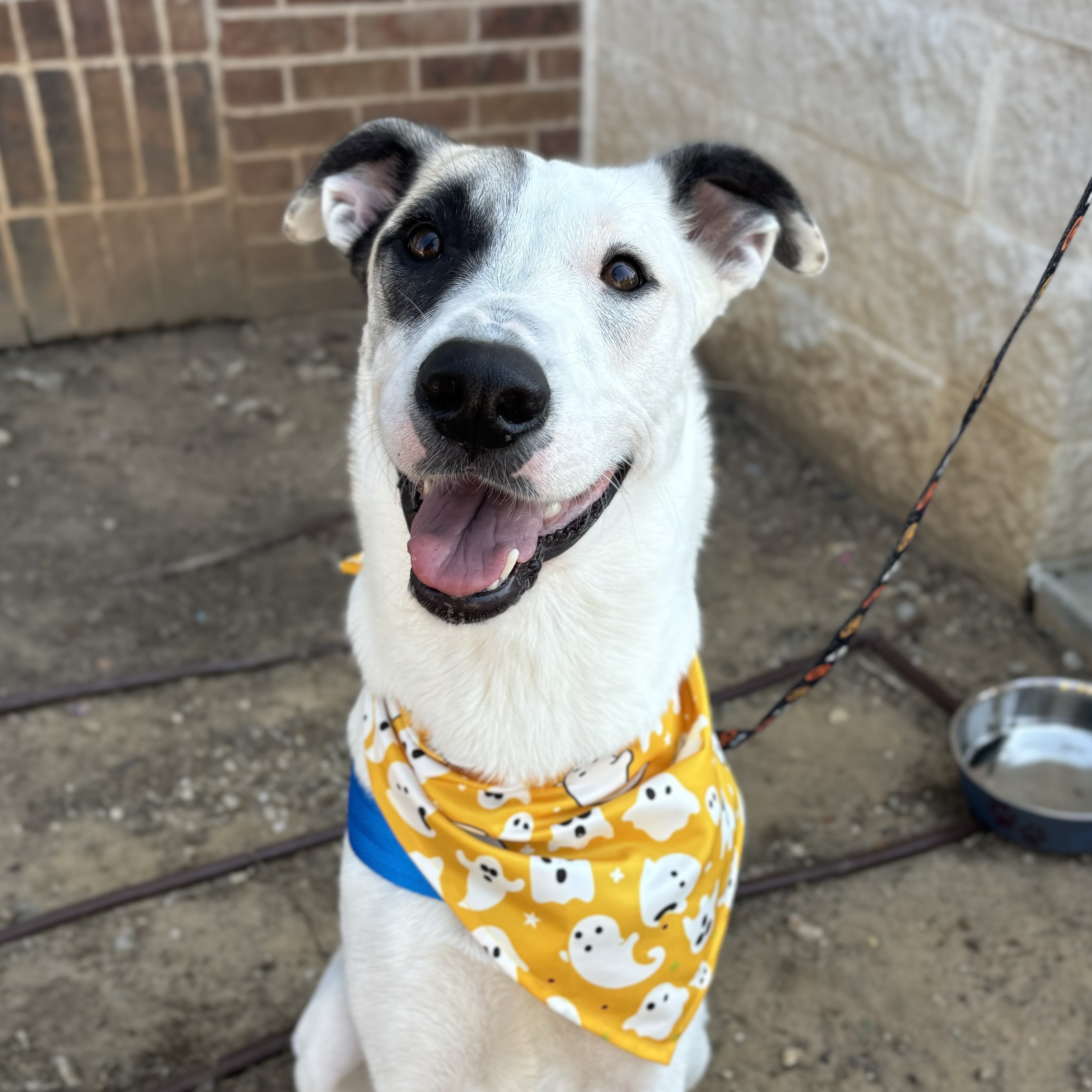 Enlarge Pascal, a Adoptable mixed breed in Benbrook, TX image 1/6