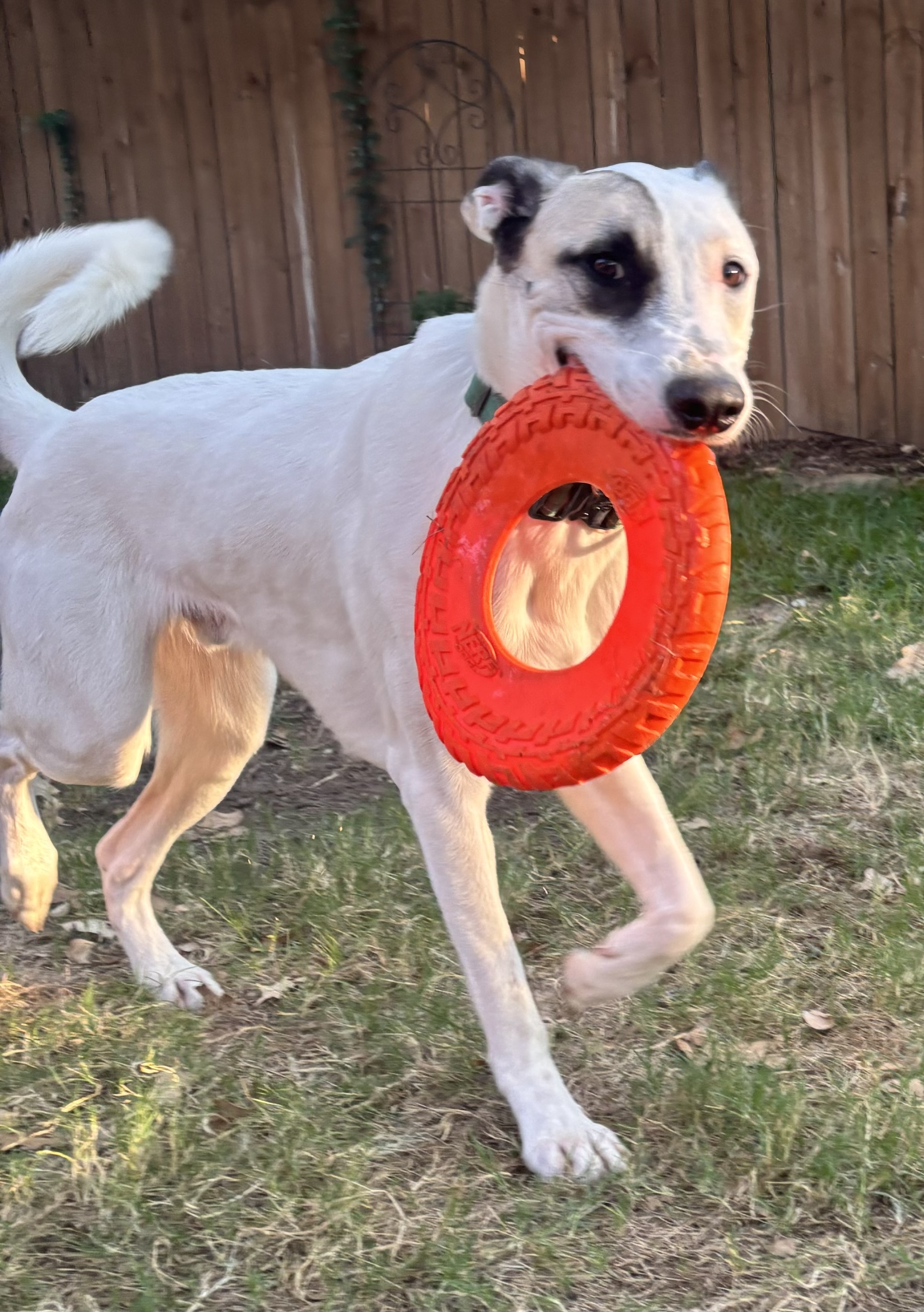 Enlarge Pascal, a Adoptable mixed breed in Benbrook, TX image 5/6