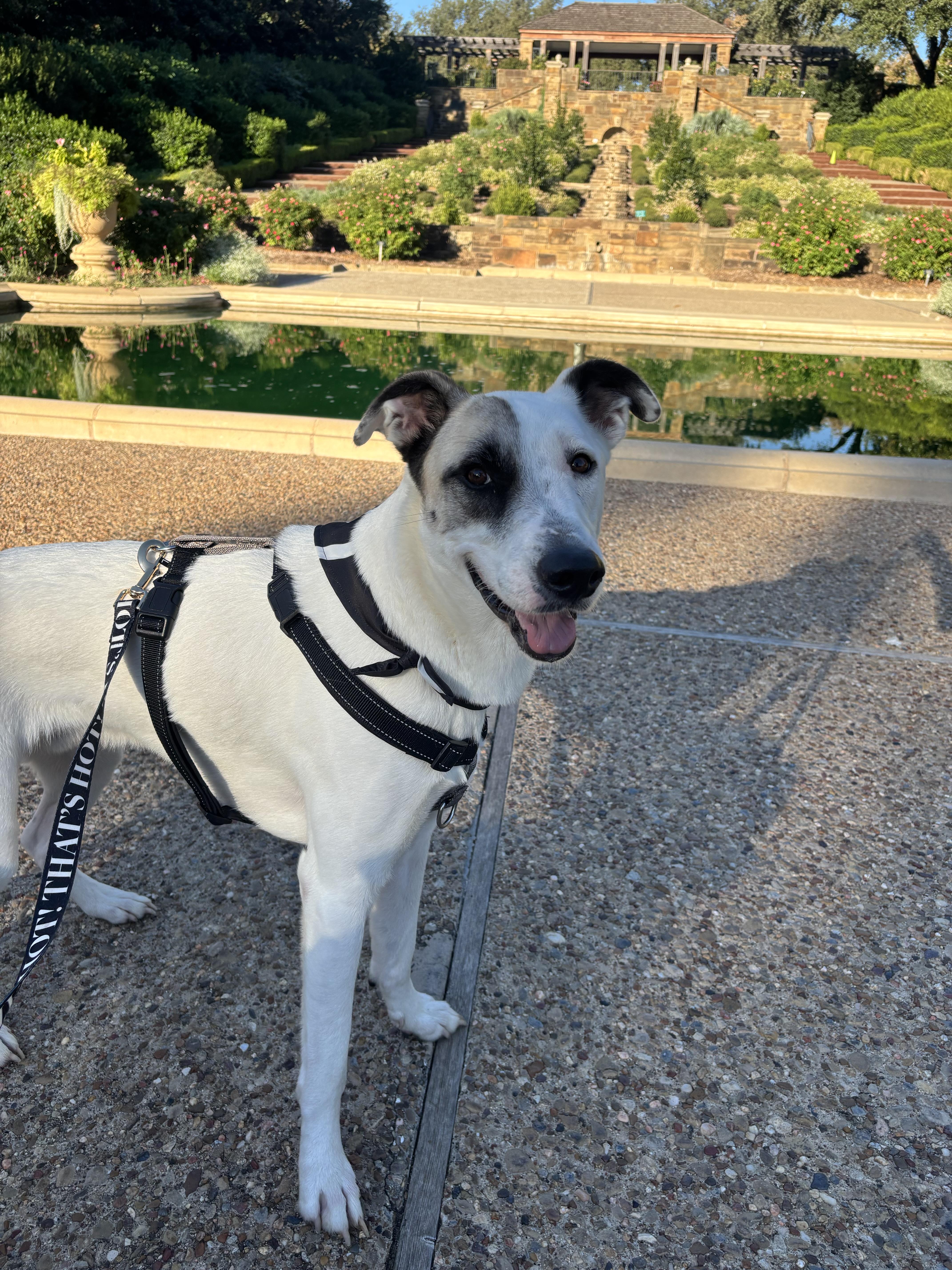 Enlarge Pascal, a Adoptable mixed breed in Benbrook, TX image 2/6