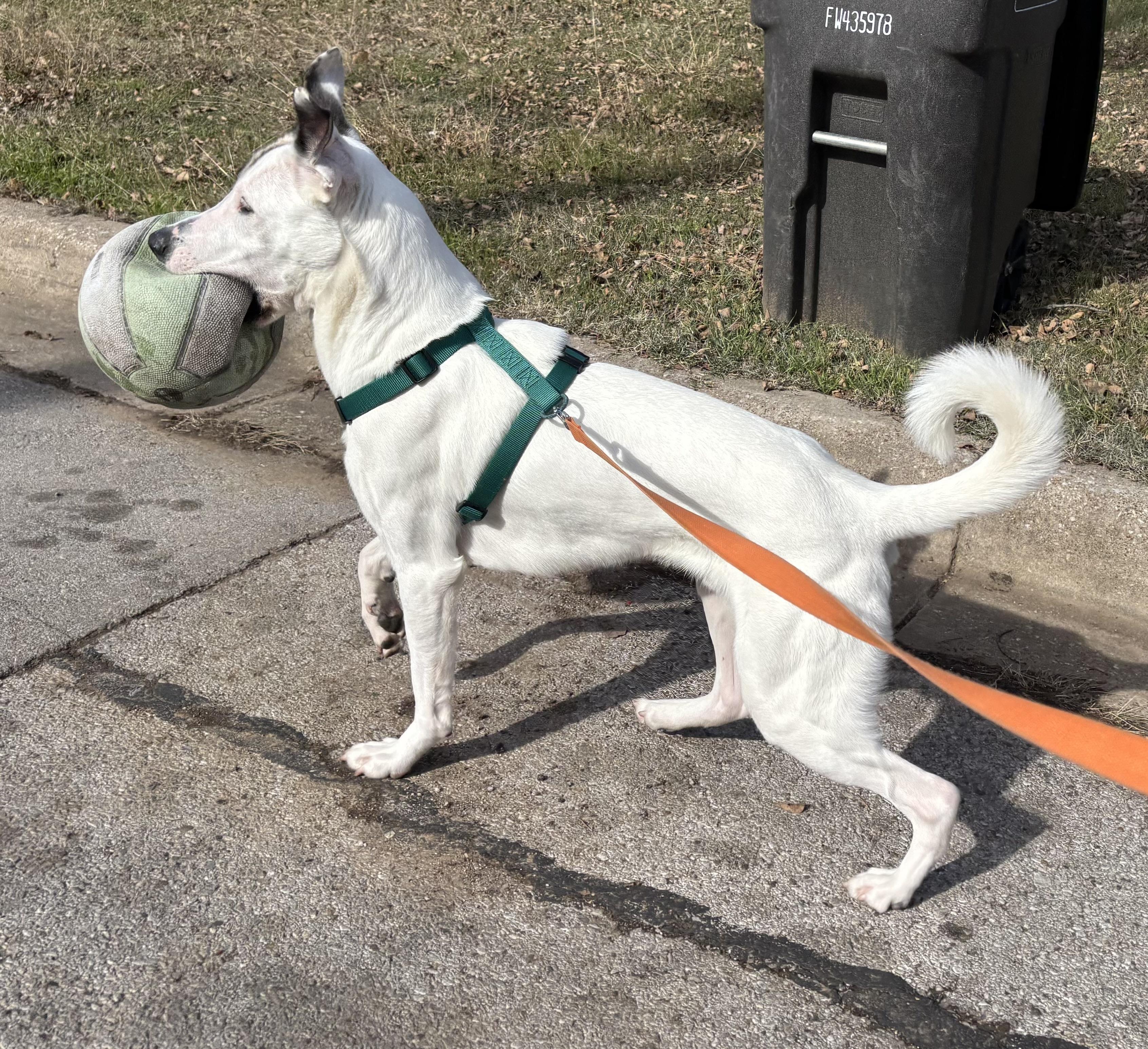 Enlarge Pascal, a Adoptable mixed breed in Benbrook, TX image 4/6