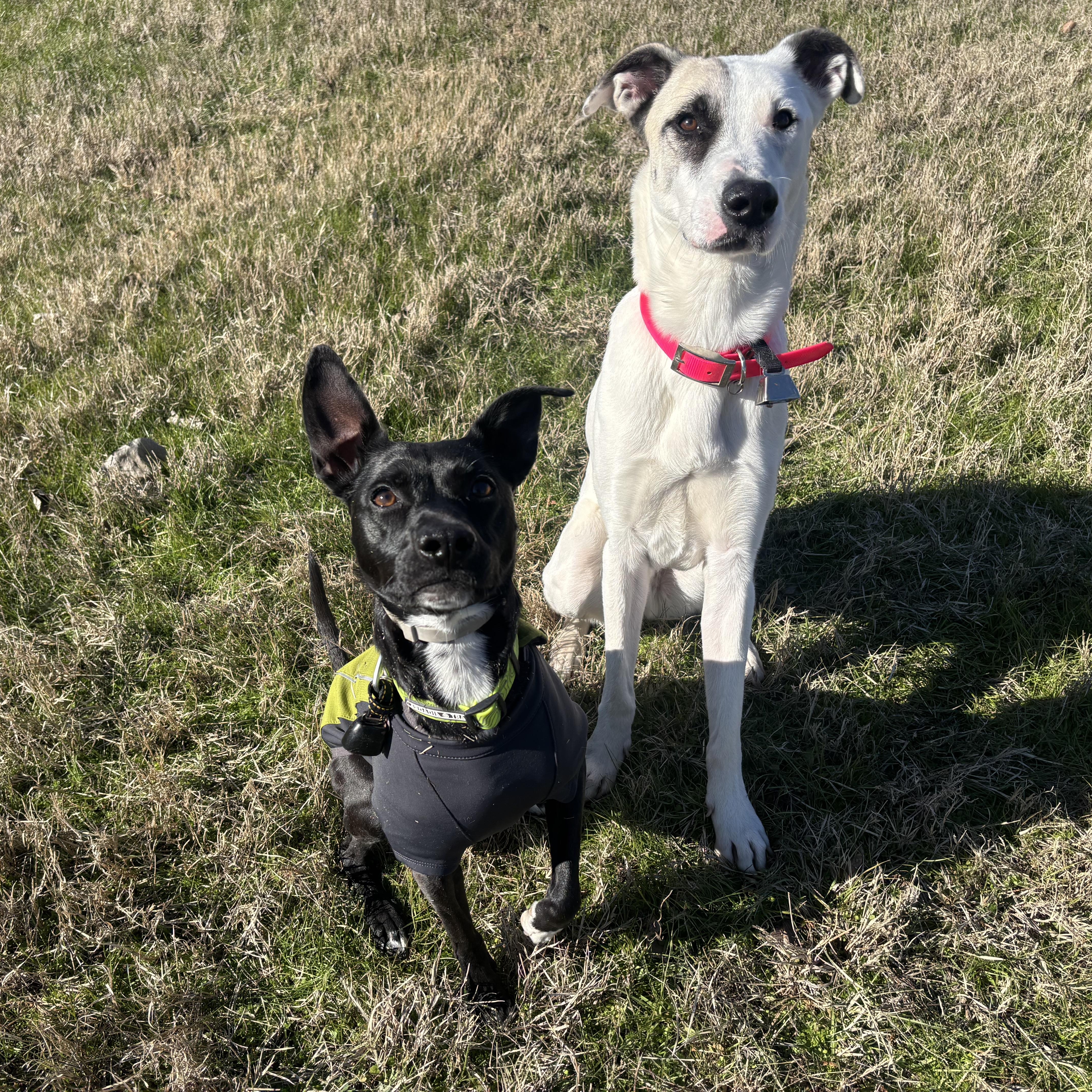 Enlarge Pascal, a Adoptable mixed breed in Benbrook, TX image 6/6
