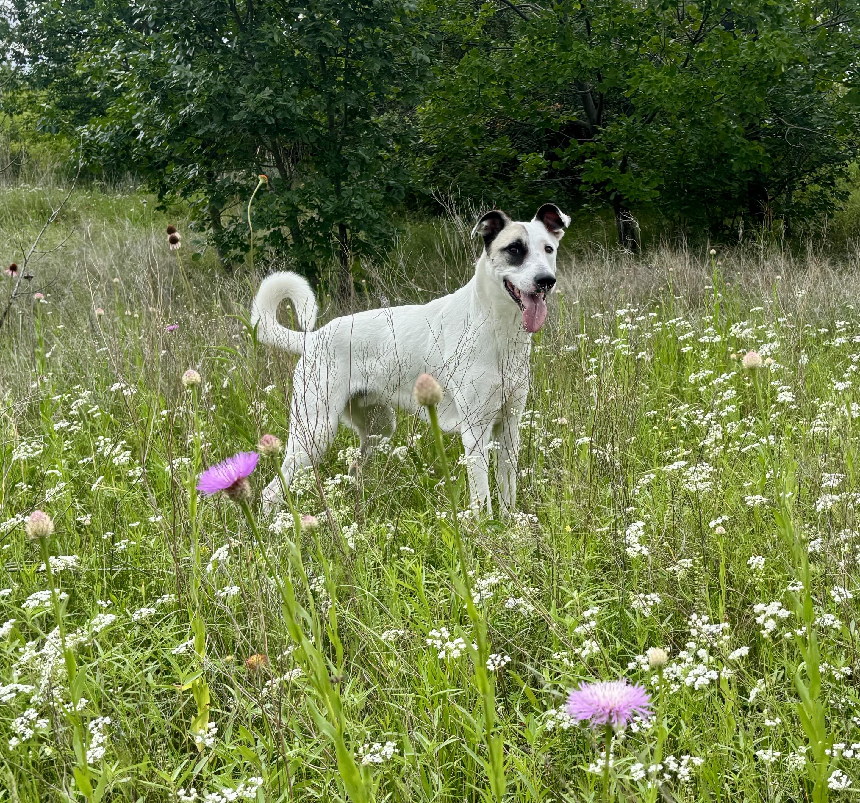 Pascal, a Adoptable mixed breed in Benbrook, TX image 2/5