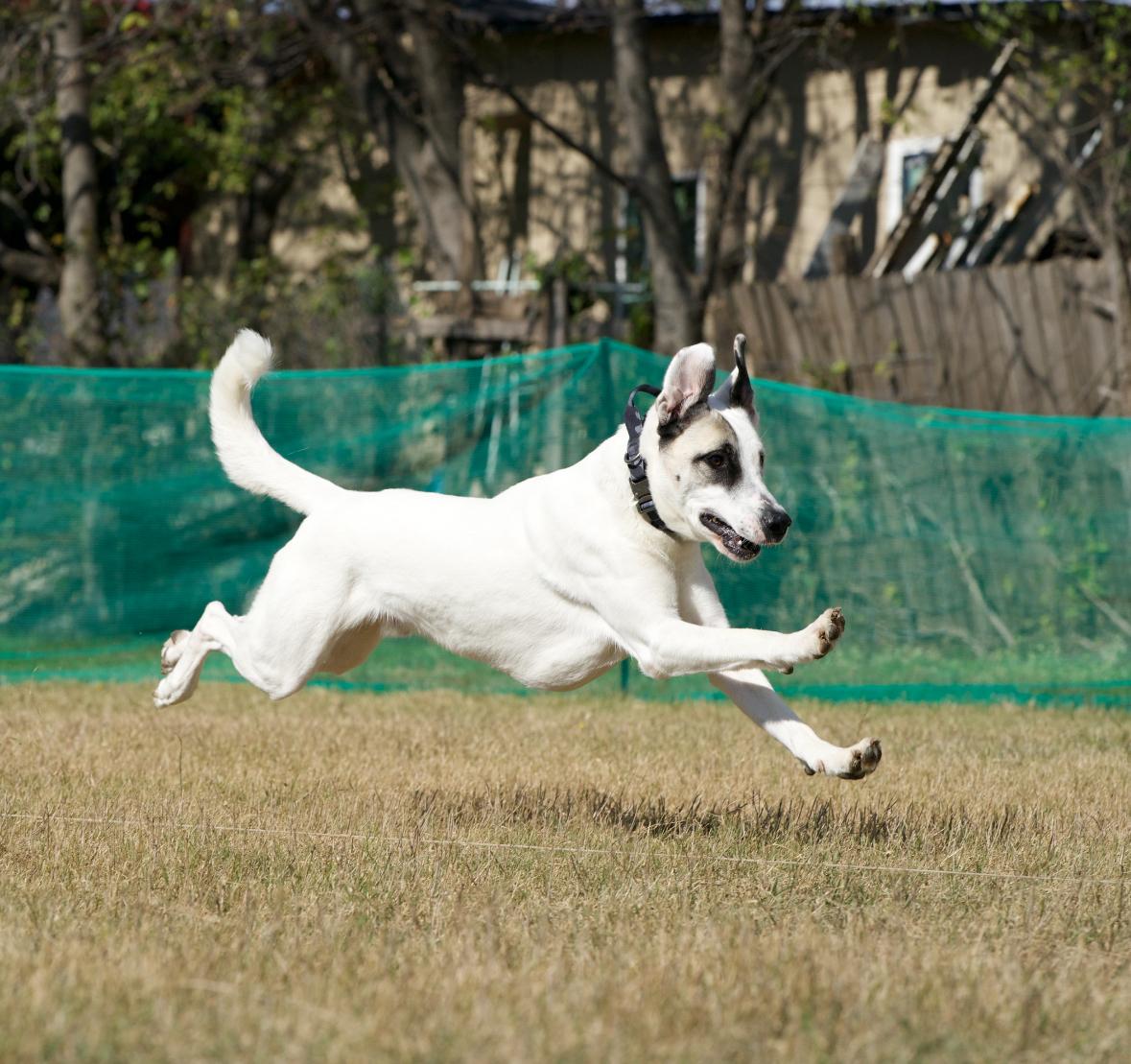 Enlarge Pascal, a Adoptable mixed breed in Benbrook, TX image 6/6