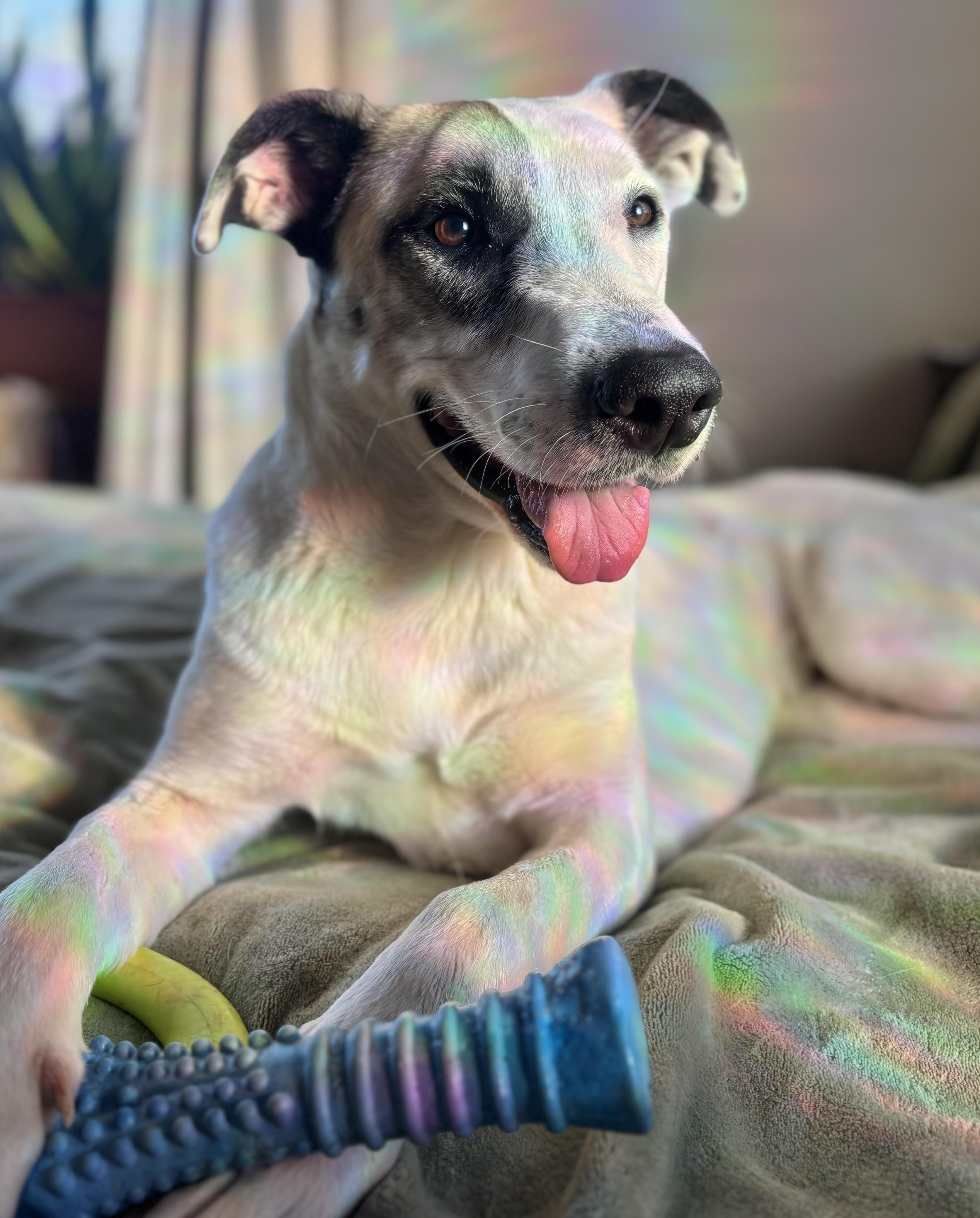 Pascal, Adoptable, Adult Male Shepherd & German Shepherd Dog.