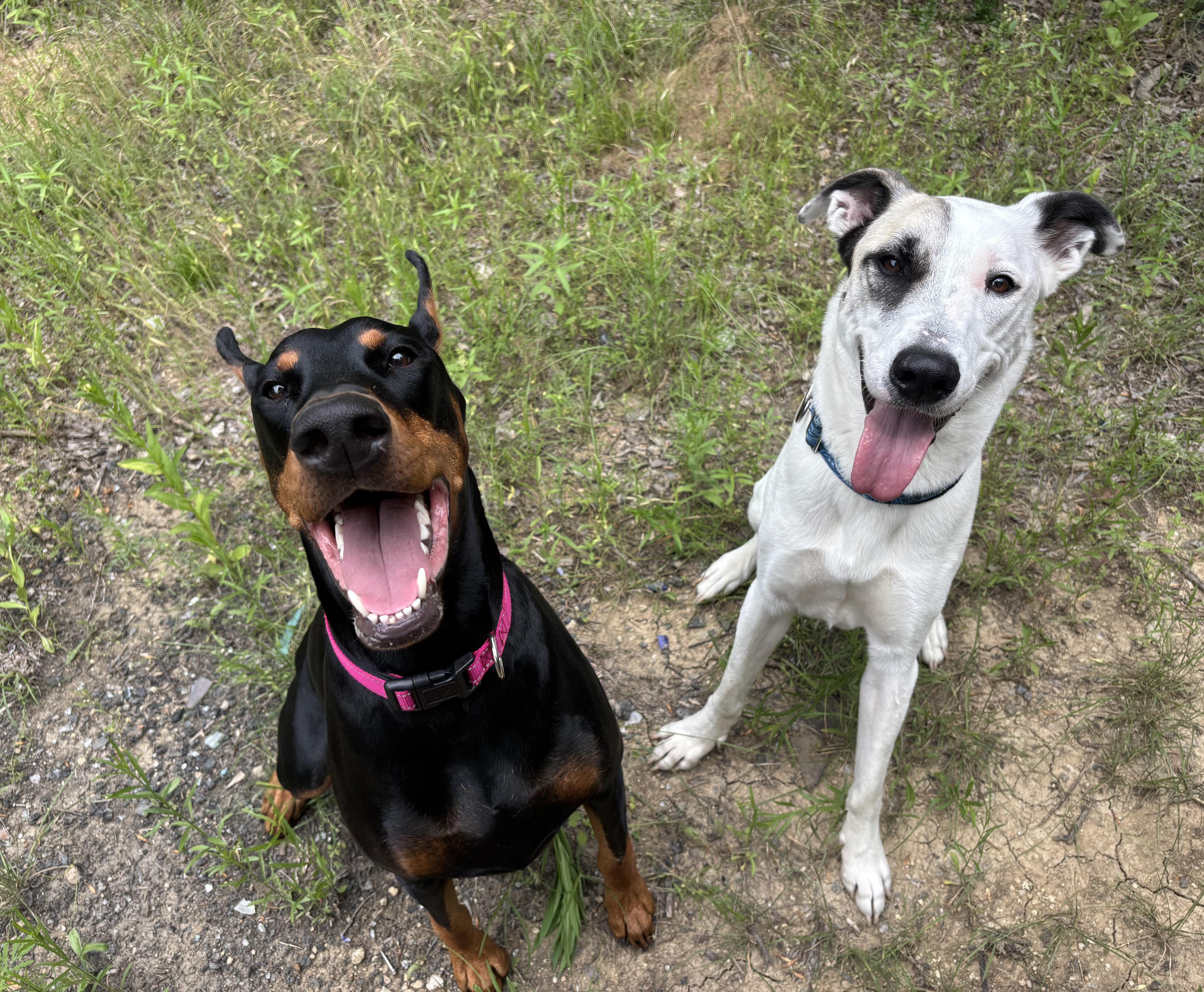 Pascal, a Adoptable mixed breed in Benbrook, TX image 5/5
