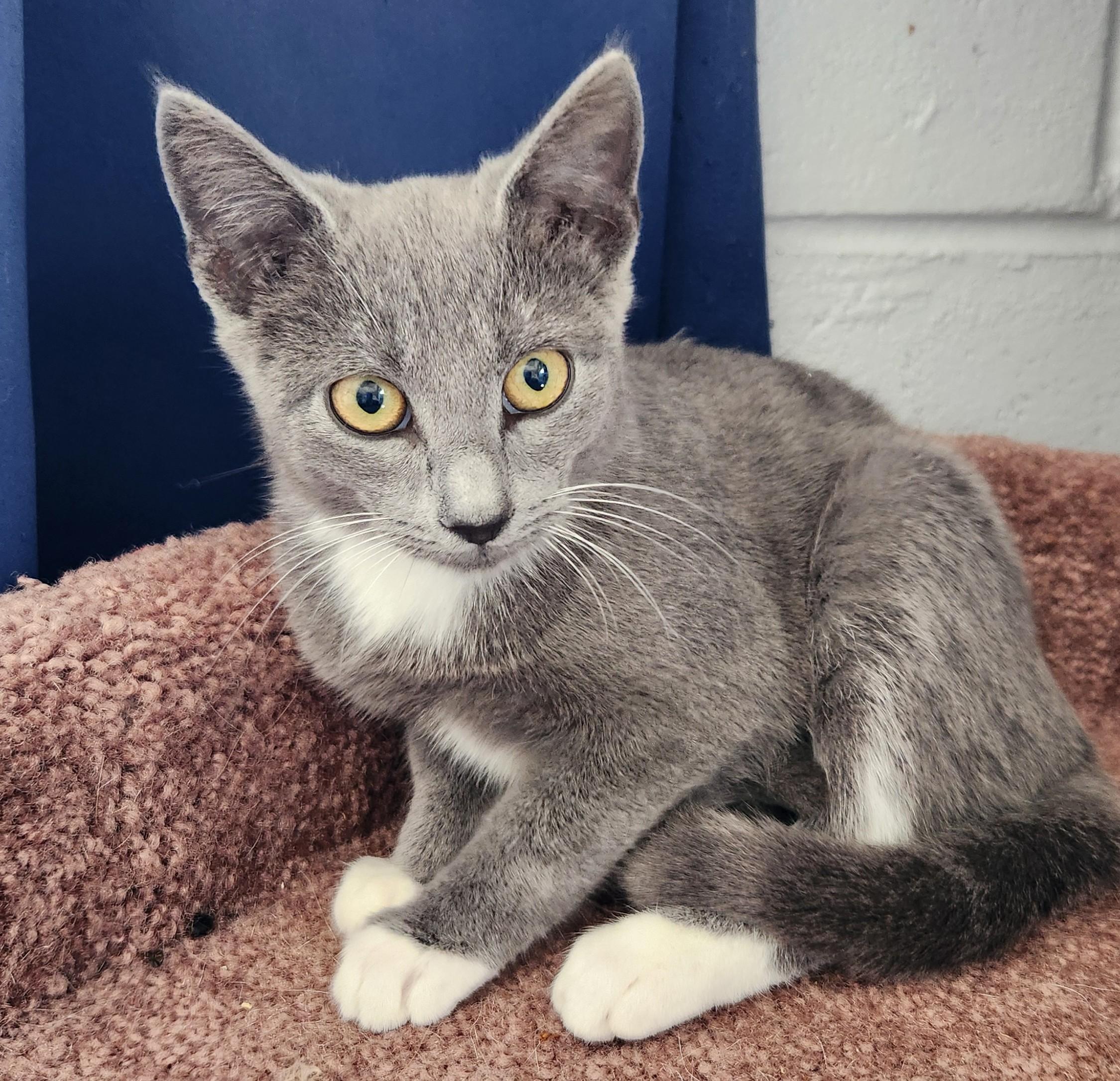 Enlarge Ella, a Adoptable mixed breed in Siloam Springs, AR image 2/4