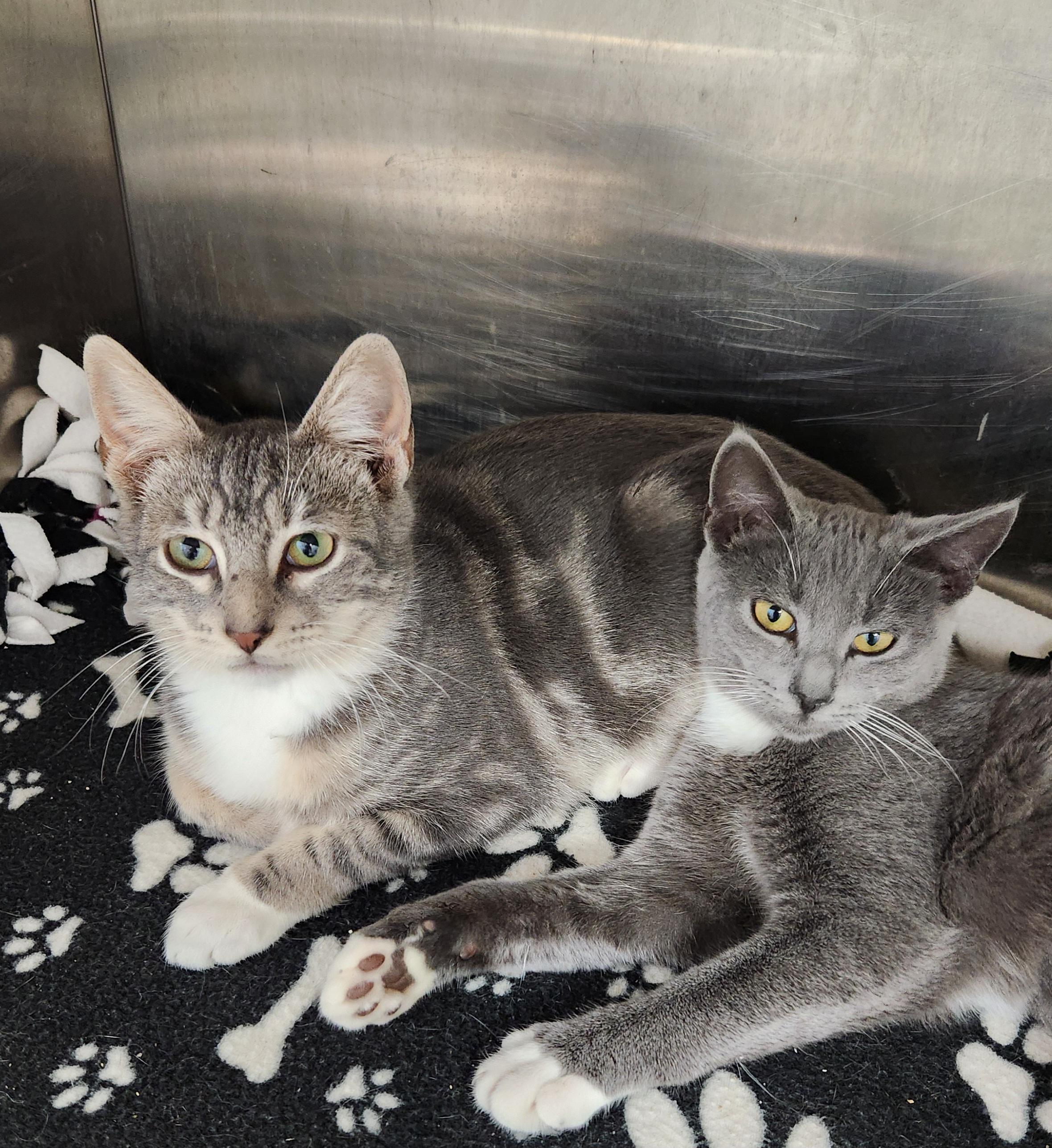 Enlarge Ella, a Adoptable mixed breed in Siloam Springs, AR image 3/4