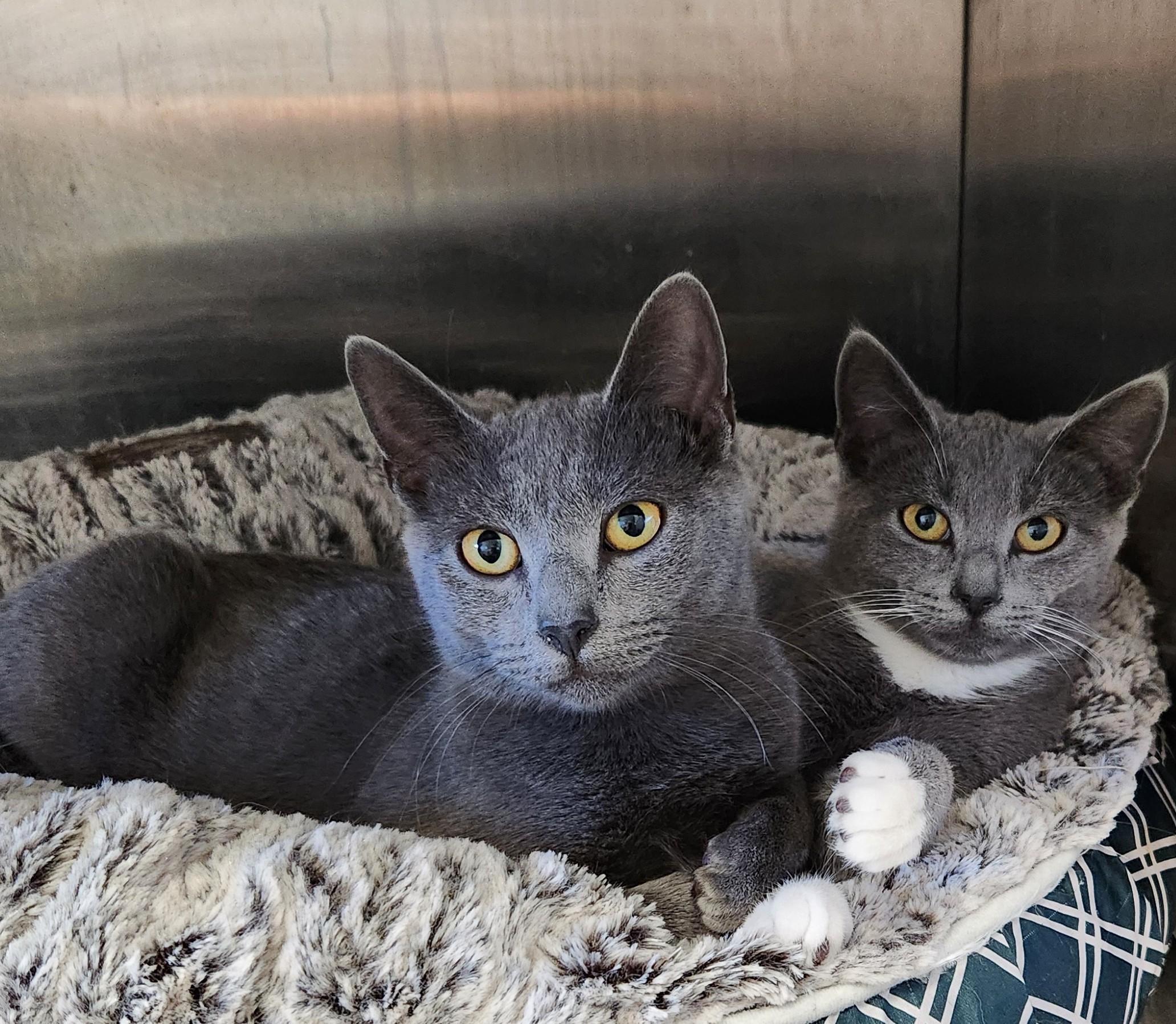 Enlarge Ella, a Adoptable mixed breed in Siloam Springs, AR image 4/4