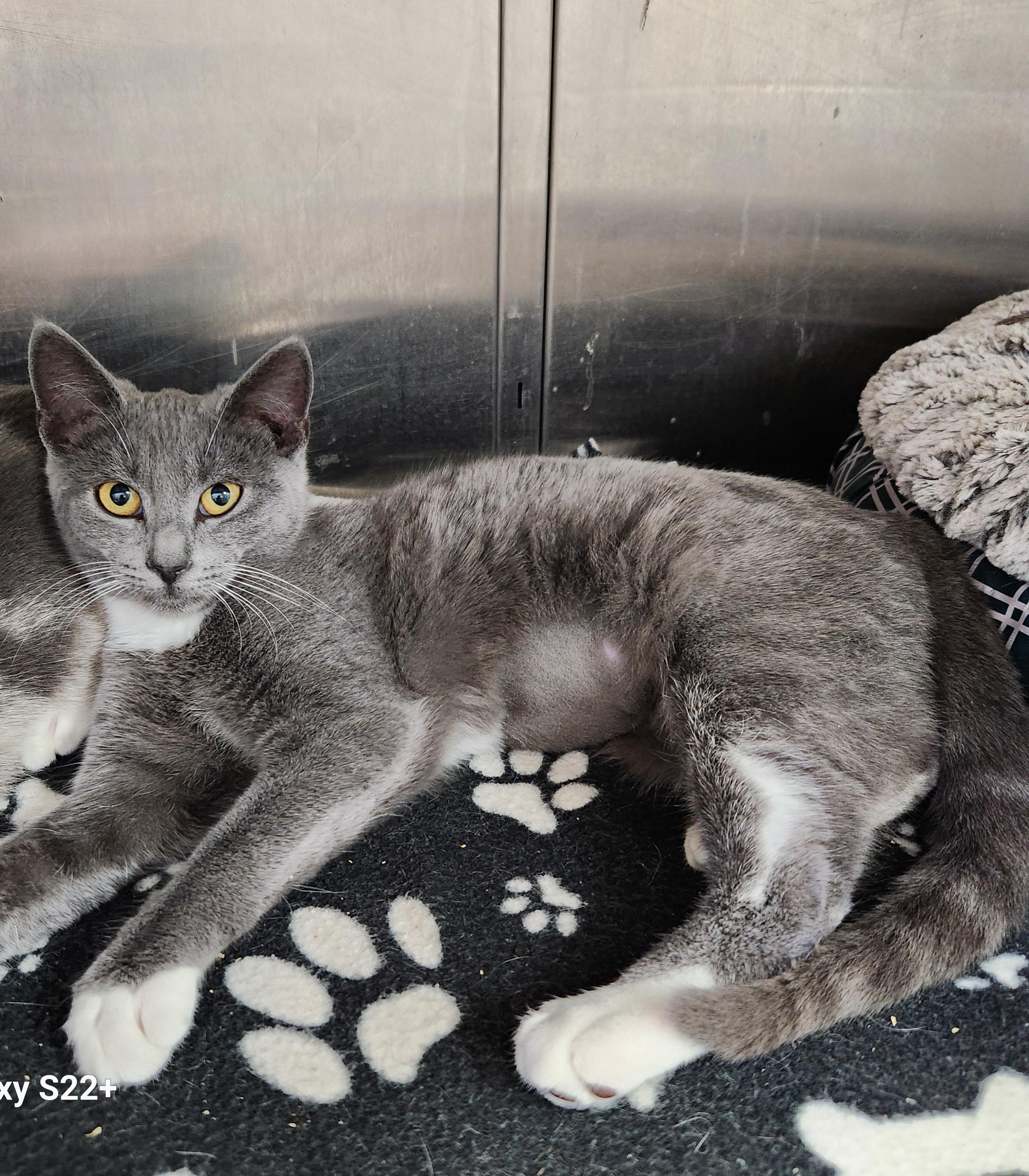 Enlarge Ella, a Adoptable mixed breed in Siloam Springs, AR image 1/4